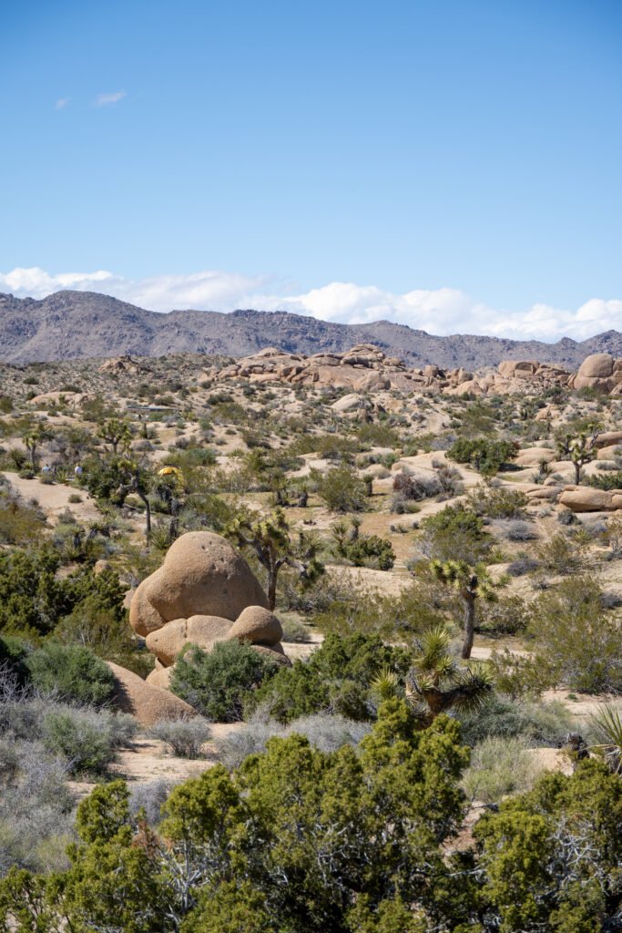 Joshua Tree Park